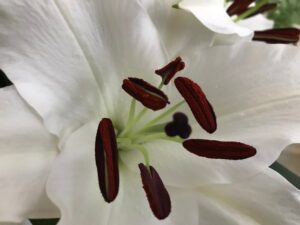 fleur blanche